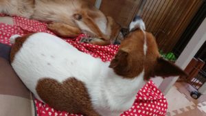 お昼のお時間 2019/6/26