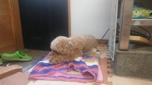 昼のお時間 2019/6/27