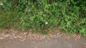 朝のお時間 2019/6/3