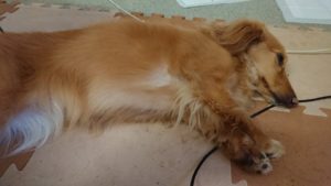 お昼のお時間 2019/6/3