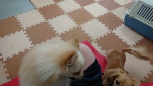 お昼のお時間 2019/6/4