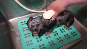 昼のお時間 2019/6/5