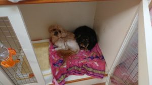 お昼のお時間  2019/6/8