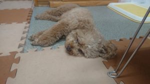 昼のお時間 2019/7/4