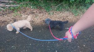 夜のお時間 2019/7/4