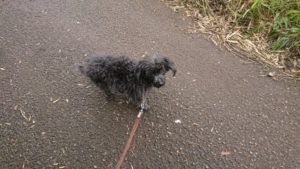 大変だなぁ  2019/7/13