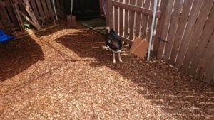 昼のお時間 2019/7/17