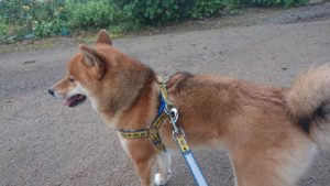 夜のお時間 2019/7/19