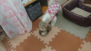 昼のお時間 2019/7/8