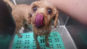 お昼のお時間 2019/7/1