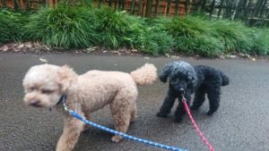 夜のお時間 2019/7/1