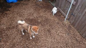 昼過ぎのお時間 2019/7/21