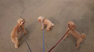 夜のお時間 2019/7/29