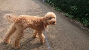 富里市のペットホテルセカンドファミリー／朝のお時間　2019年7月31日