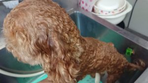 昼のお時間 2019/8/1