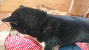 午後のお時間 2019/8/3