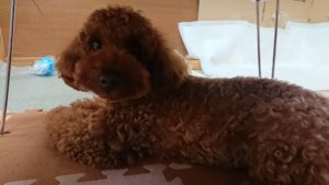 お昼のお時間 2019/8/4