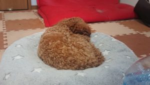 お昼のお時間 2019/8/8