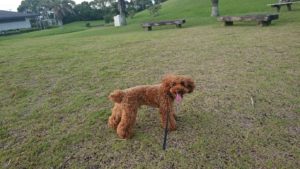 たくさんお散歩！ 2019/8/8