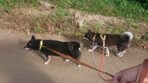 夜のお時間 2019/8/13