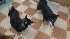 午後のお時間 2019/8/14