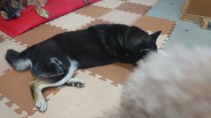 昼のお時間 2019/8/15