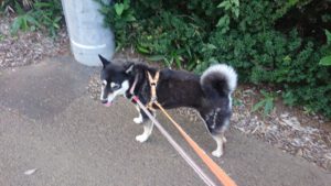 朝のお時間 2019/8/17