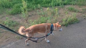 夜のお時間 2019/8/17