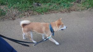 朝のお時間 2019/8/18