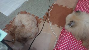 昼のお時間 2019/8/22