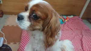 お昼のお時間 2019/8/23