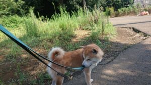 朝のお時間 2019/8/25