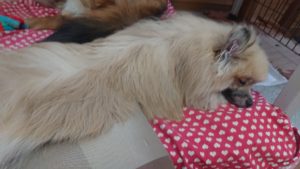 午後のお時間 2019/8/25