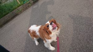 朝のお時間 2019/8/26