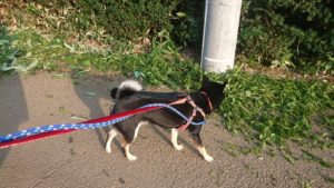 夜のお時間 2018/8/26