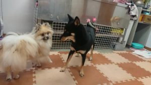 ちょっと遊ぶ 2019/8/27