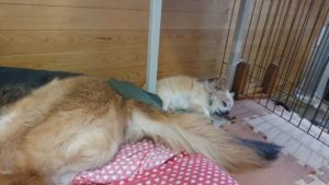 昼のお時間 2019/9/1