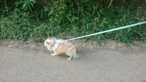 ちょっと賑やか？ 2019/9/1