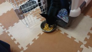 昼のお時間 2019/9/2