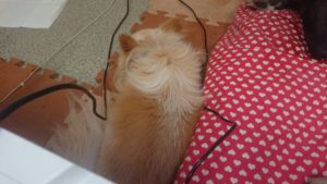 昼のお時間 2019/9/3