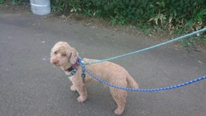 朝のお時間 2019/9/6