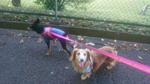 朝のお時間 2019/9/7