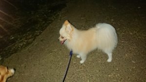 夜のお時間 2019/9/9