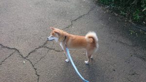 朝のお時間 2019/9/12