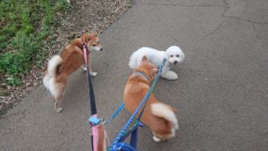 朝のお時間 2019/9/13