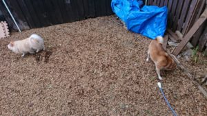 昼のお時間 2019/9/13