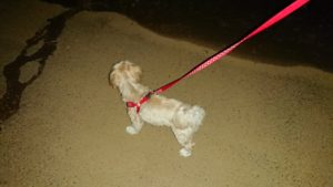 夜のお時間 2019/9/19