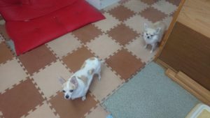 昼のお時間 2019/9/20