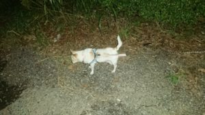 夜のお時間 2019/9/20