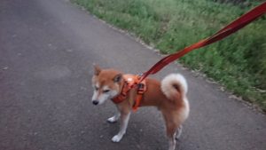 夜のお時間 2019/9/22